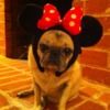 pugs4fun